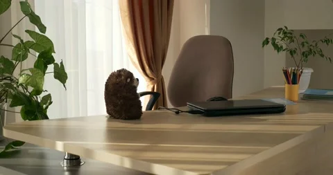 Laptop Computer on Desk Table in Empty Room near Window Sunny Interior Design 4K Stock Footage 160827833