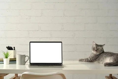 Laptop computer with empty screen and lovely tabby cat on white table. Cozy home Stock Photos