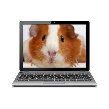 Laptop computer with guinea pig on screen Stock Photos