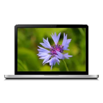 Laptop with cornflower on screen Stock Photos