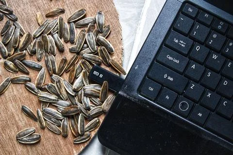Laptop keyboard, flash disk and sunflower seeds scattered on a plywood board Foto stock