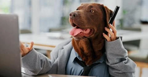 Laptop, phone call and problem solving with business dog in office for Foto stock