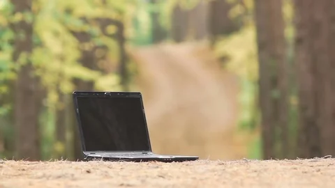 Laptop on a trail in an autumn pine forest. work remotely in the park. Stock Footage 80981778