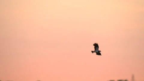 Lapwing 3 25p pair in display flight Video stock 171617025