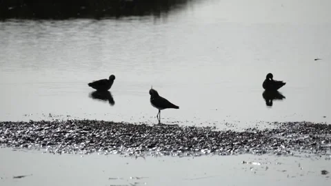 Lapwing and Ducks in silhouette Vidéo 285132680
