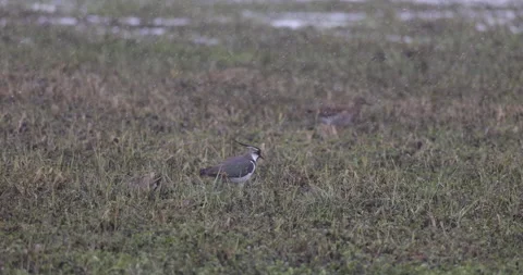 Lapwing and falling snow, close, 4K slomo Stock Footage 168031561