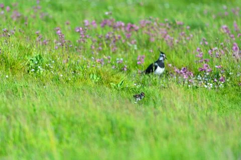 Lapwing with baby bird Fotos Stock