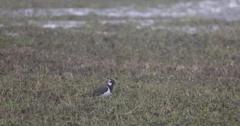 Lapwing on the backwaters in winter scenery, 4K slomo Stock Footage 168031623