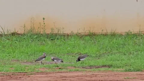 Lapwing, beautiful birds called Lapwing in a park, in a city in Brazil, 4k,.. Video stock 240015140