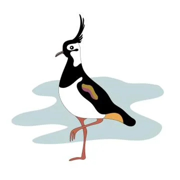 Lapwing bird.  Stock Illustration