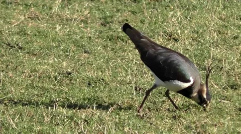Lapwing bird looking for worms in grass Video stock 46674713