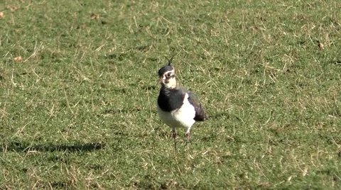 Lapwing bird looking for worms in grass Stock Footage 46674935