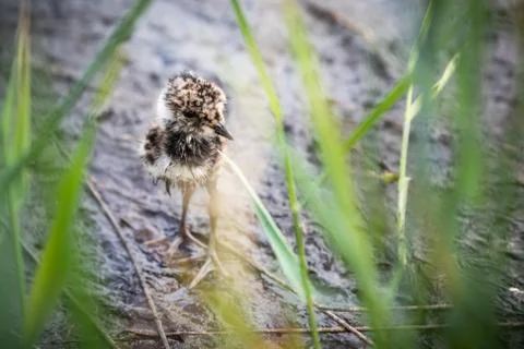 Lapwing chick hiding in the grass Stock Photos