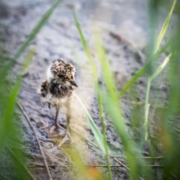 Lapwing chick hiding in the grass Stock Photos