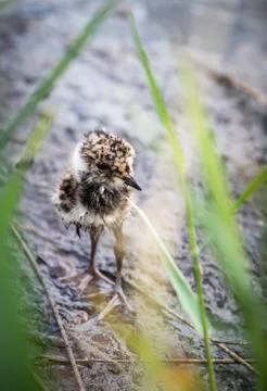 Lapwing chick hiding in the grass Stock Photos