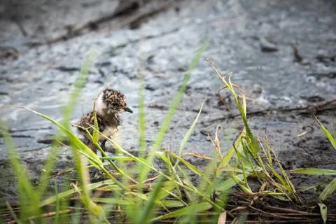 Lapwing chick hiding in the grass Stock Photos