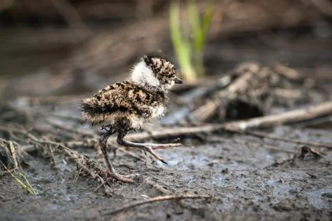 Lapwing chick hiding in the grass Stock Photos
