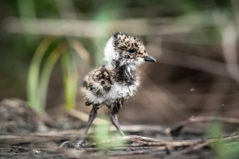 Lapwing chick hiding in the grass Stock Photos