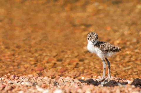 Lapwing Chick at Lake Stock Photos