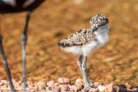 Lapwing Chick at Lake Stock Photos