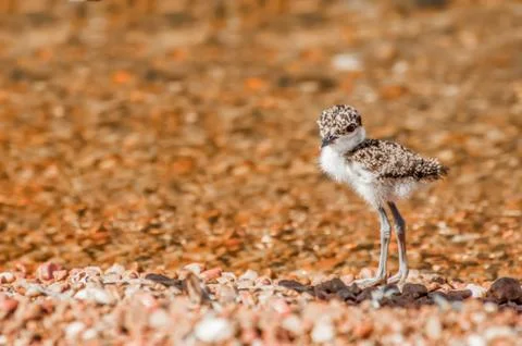 Lapwing Chick on Pebble Beach Stock Photos