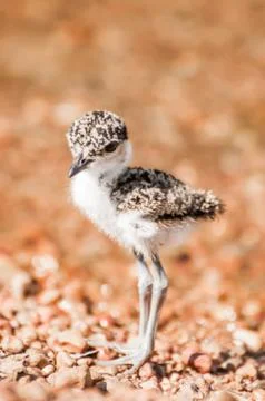 Lapwing Chick Stock Photos