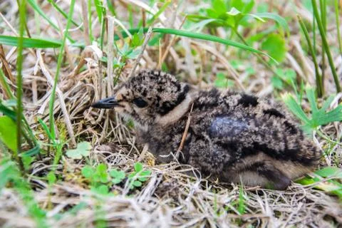 Lapwing chick sitting in the grass Stock Photos