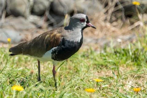 Lapwing of Chile isolated close up Stock Photos