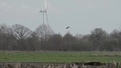 Lapwing diving at a crow on the field, wind turbine behind. 4K 60fps. Stock Footage 334033289