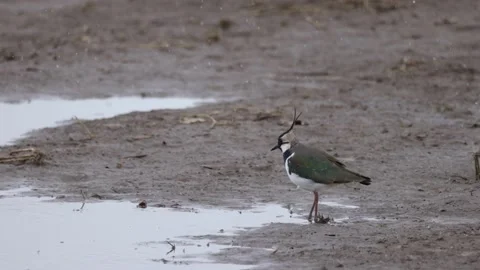 Lapwing is eating worms, 4K slomo Stock Footage 171322176
