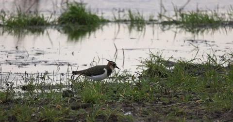 Lapwing eats a worm, 4K slomo Stock Footage 166117405