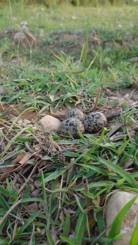 Lapwing Eggs On Ground Nest - 4k Vertical Footage Video stock 337935399