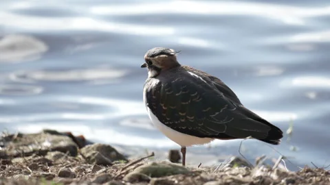 Lapwing enjoying some sunshine Vidéo 288497515