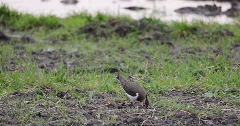 Lapwing is feeding on the pool, 4K slomo Stock Footage 166118909
