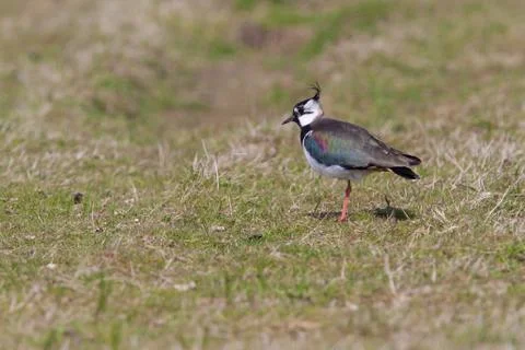 Lapwing in a field Stock Photos