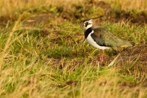 A lapwing in a field Stock Photos