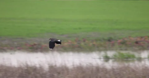 Lapwing in flight, 4K slomo Stock Footage 166119423