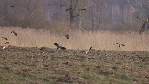 Lapwing flock landing in the field, 4K slomo Stock Footage 171860643