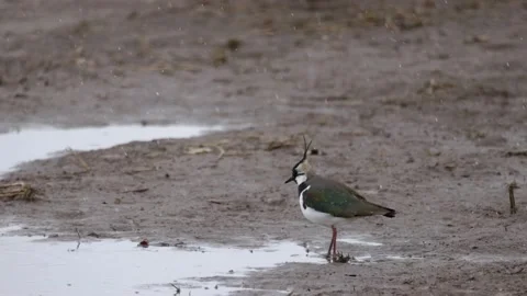 Lapwing on a floodplain in falling snow, 4K slomo Video stock 171322169