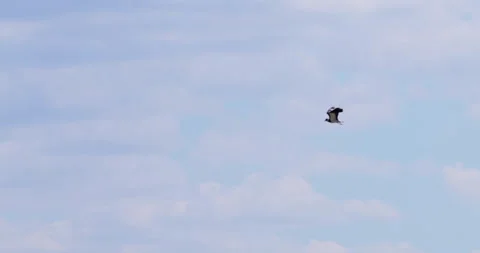 A lapwing fly in blue sky with white fluffy clouds Stock Footage 262972219