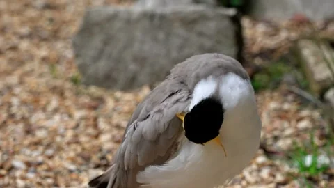 Lapwing Stock Footage 315175791