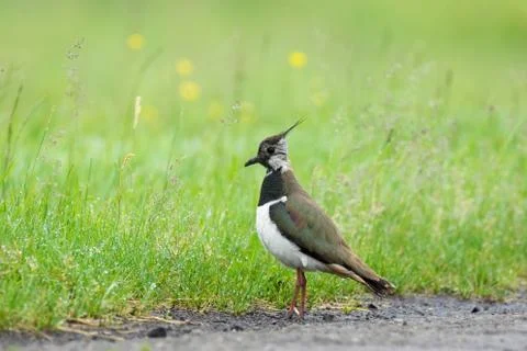 Lapwing on the grass Stock Photos