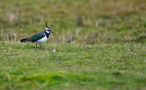 Lapwing on a green field Stock Photos