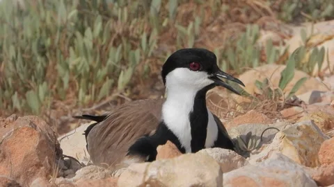 Lapwing incubates eggs on bare stones - Animal Behavior and Natural Habitat Stock Footage 339838384