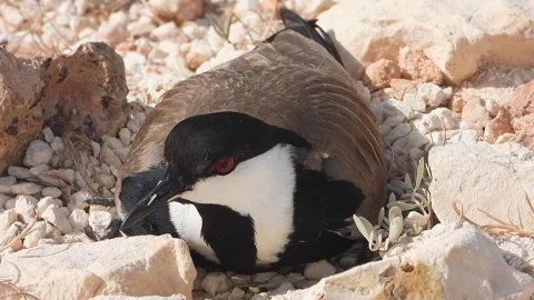 Lapwing incubates eggs on bare stones in a natural ground nesting wildlife scene Stock Footage 339838564