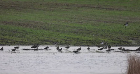 Lapwing landing in the backwaters, 4K slomo Stock Footage 166114230