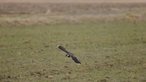 Lapwing landing on the backwaters, 4k slomo Stock Footage 171322304