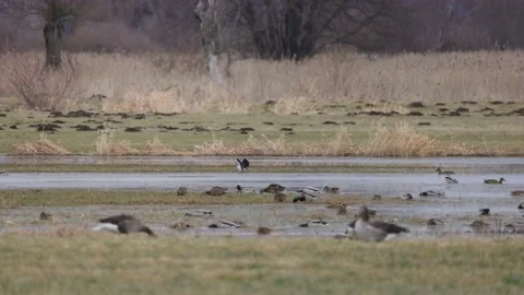 Lapwing landing on the backwaters, early spring, 4k slomo Stock Footage 171321131