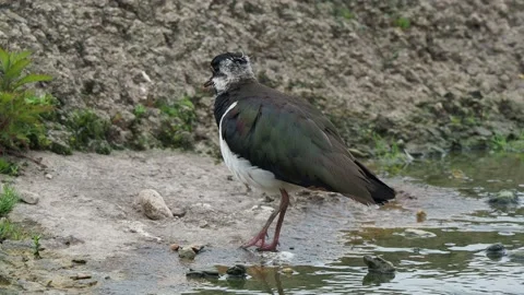 Lapwing or Peewit preening before flying off Vidéo 162484677