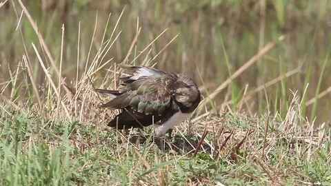 Lapwing (Pavoncella) smooths its feathers - Italian Nature Video stock 113690321